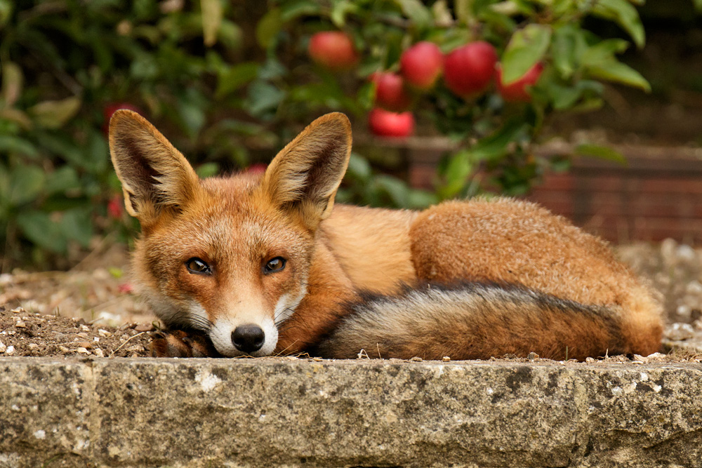 1408171408179869.jpg - Black Tail in front of the apple tree