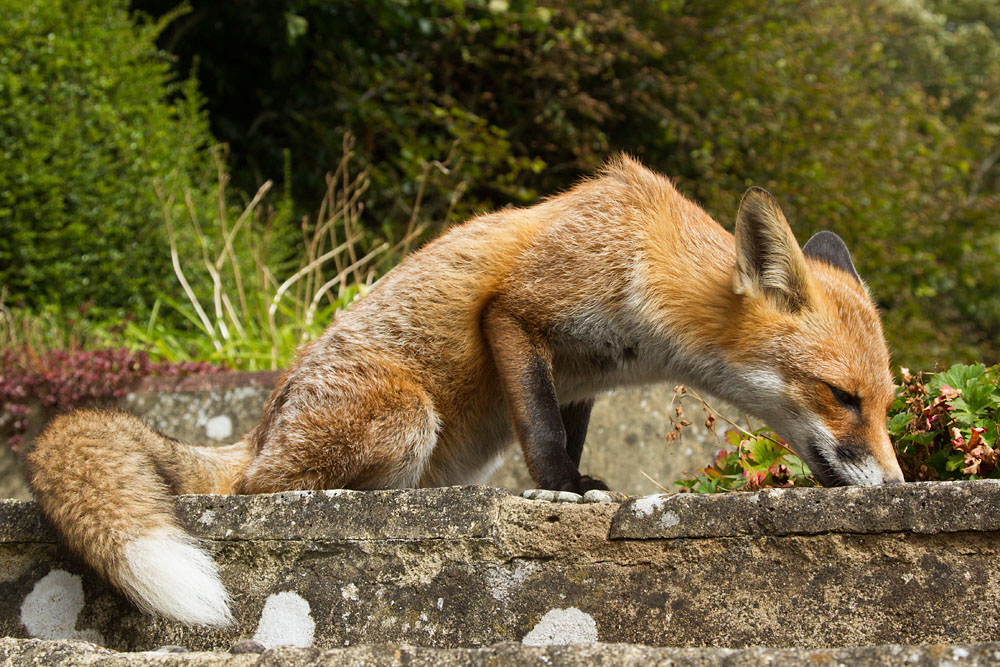 1409130709134796.jpg - Fox (Vulpes vulpes) stretching forward in suburban garden