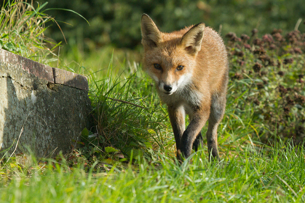 1410131210130654.jpg - Young fox (Vulpes vulpes) at 8 months old, in a suburban garden