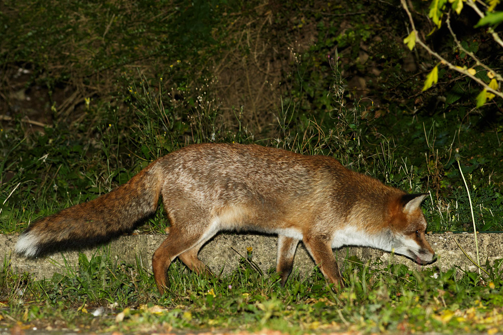 1410161410165927.jpg - Fox walking across the garden