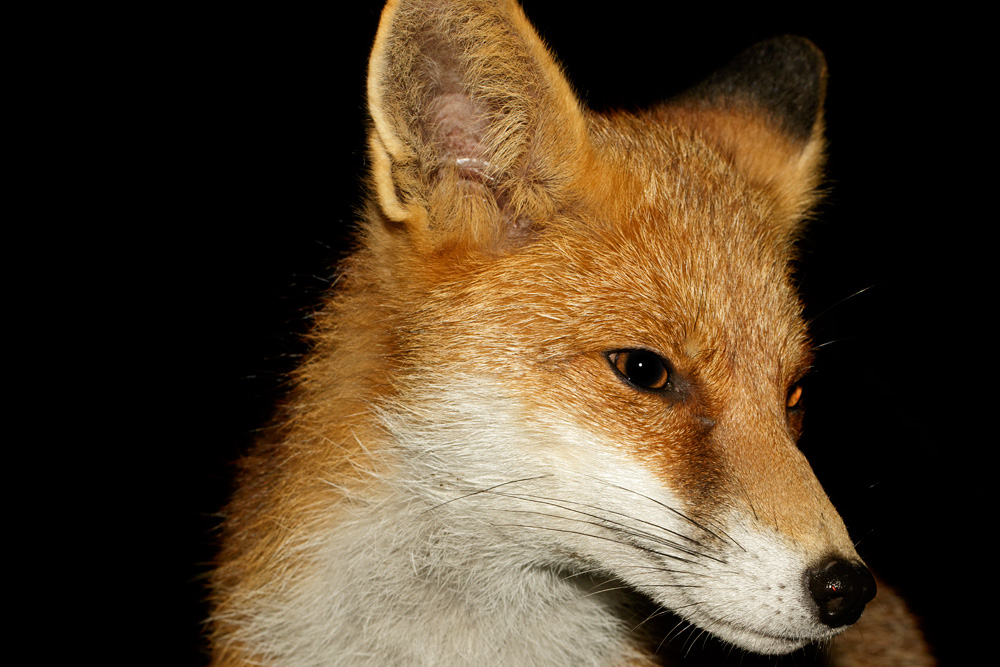 1410171310179663.jpg - Portrait of the Pretty Vixen