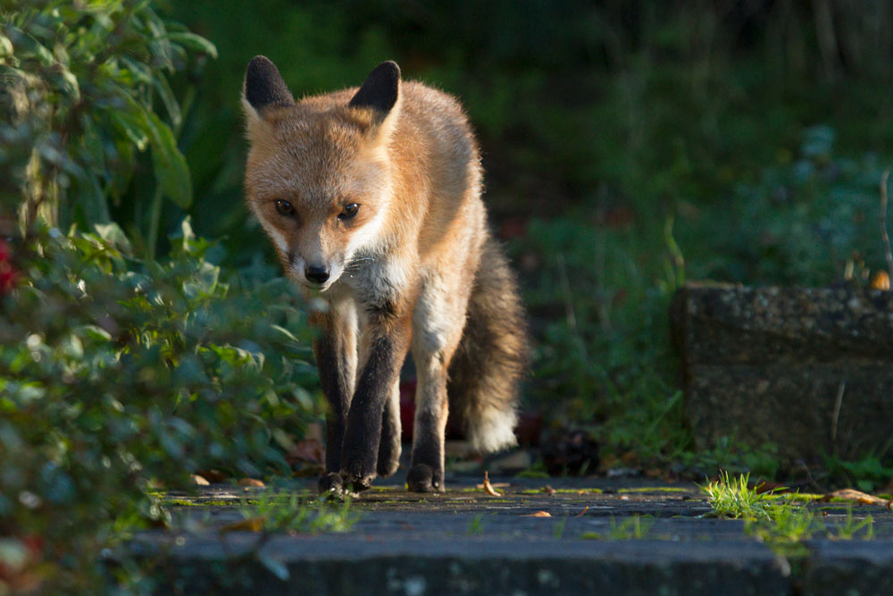 1411131011136254.jpg - Young fox in suburban garden