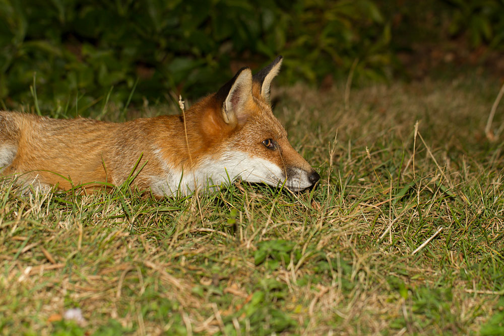 1411141609123977.jpg - Young male fox (Vulpes vulpes) in a suburban garden at night.
