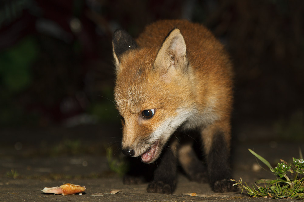1411161105134681.jpg - Young fox cub at about 3 months old exploring a suburban garden