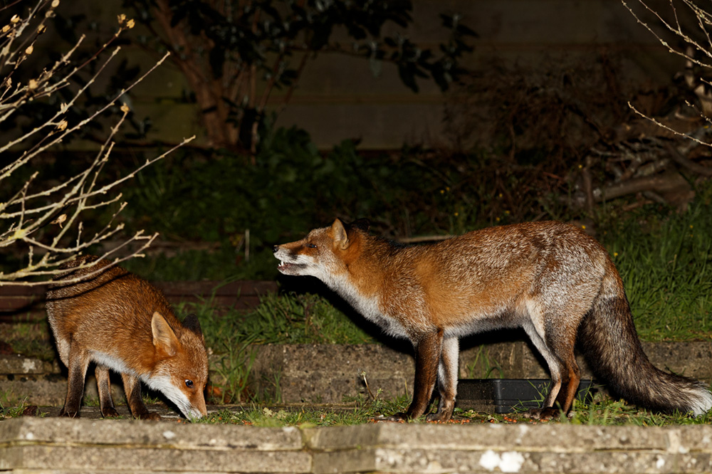 1411191211191988.jpg - Wolfy and Little Fox (Stumpy)
