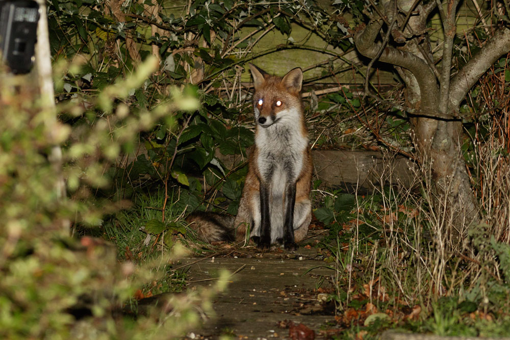 1412141212142077.jpg - Fox at the rear of the garden