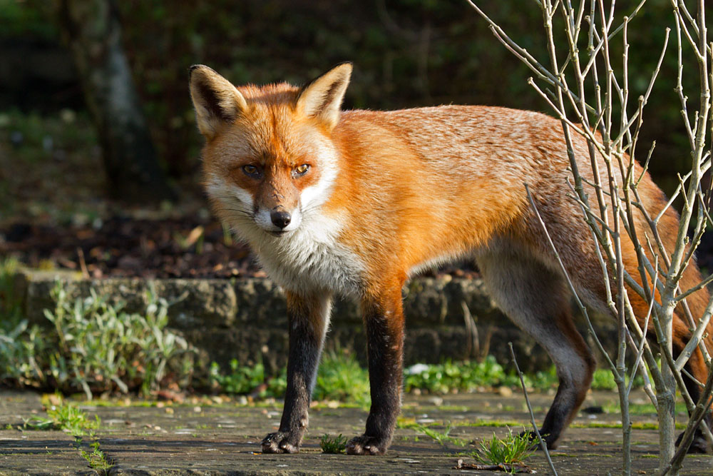 1501131301134331.jpg - Male adult fox (Vulpes vulpes) in a suburban garden.