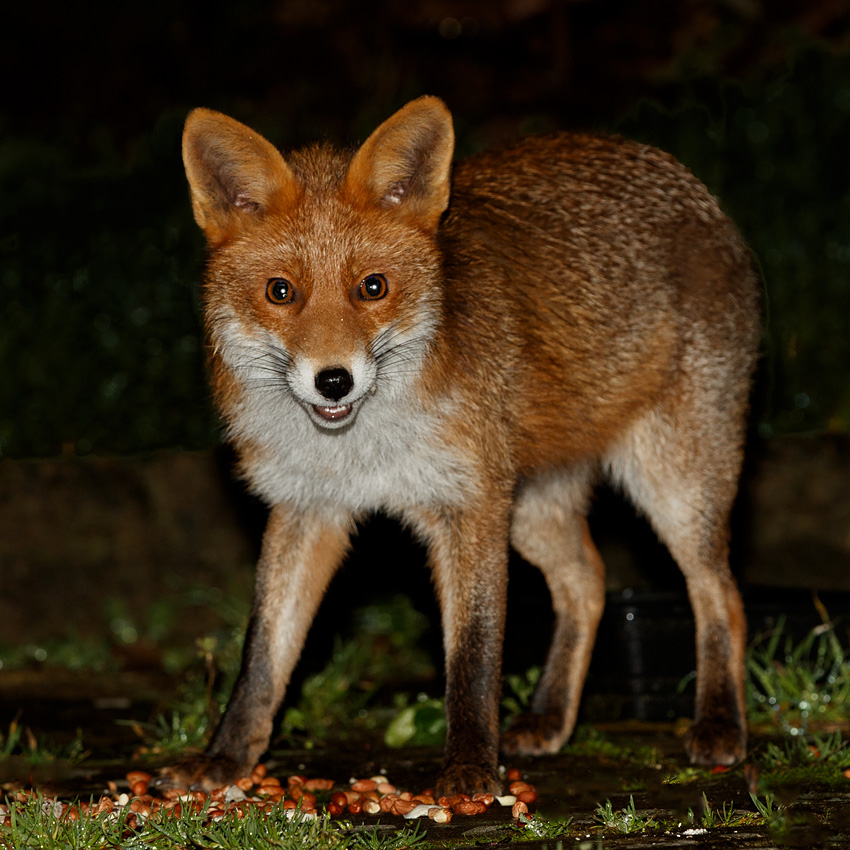 1501201301203500.jpg - Young fox at night