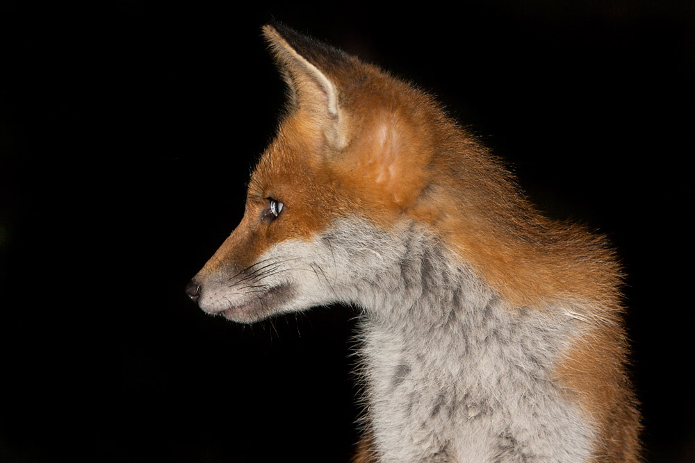 1502161306105073.jpg - Portrait of a young fox