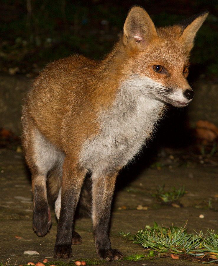 1503141901147575.jpg - Fox with wounded rear leg