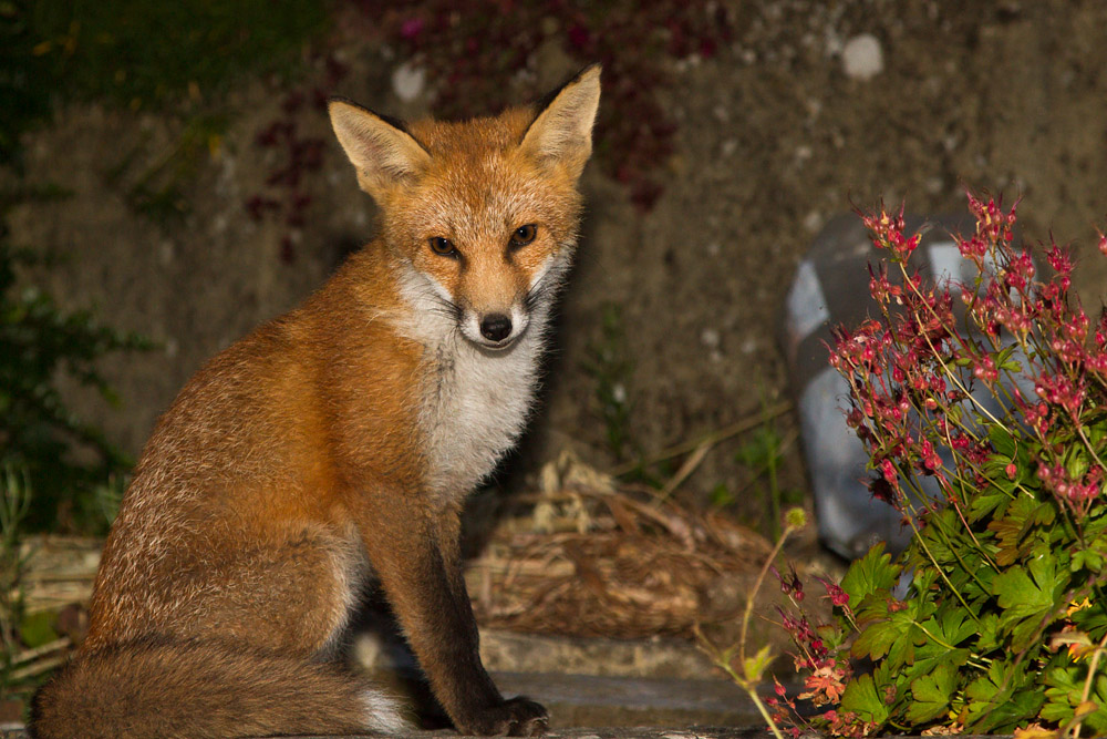 1503151307130941.jpg - Fox cub at night