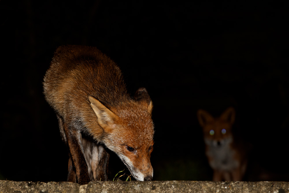 1503201603200712.jpg - Wolfy, with young fox in background