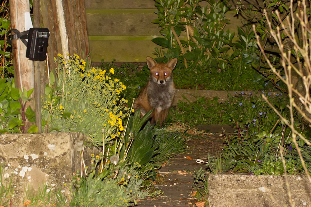 1504141404142073.jpg - Shy fox at rear of garden