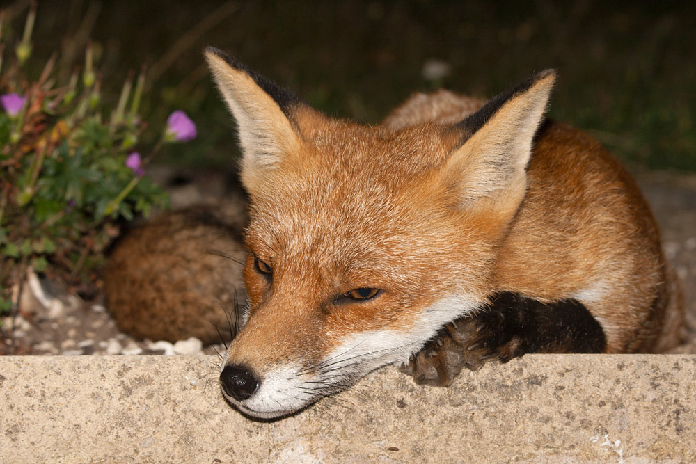 1504162309091685.jpg - A lazy fox