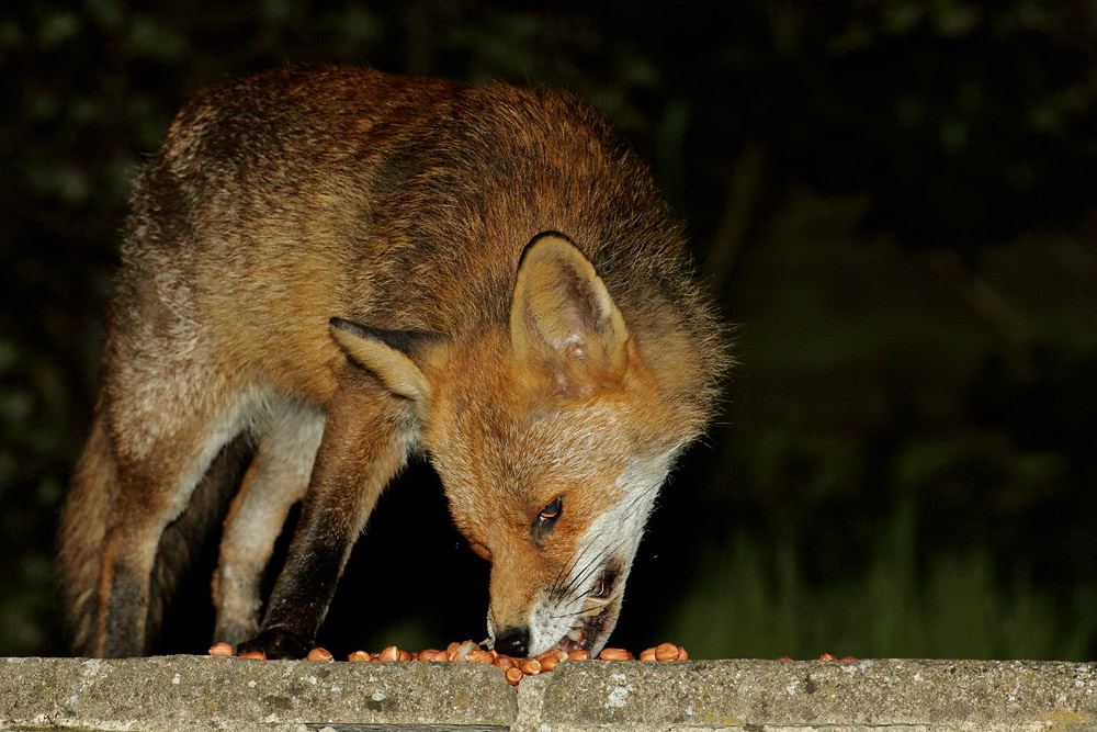 1504171304176670.jpg - Fox eating in suburban garden