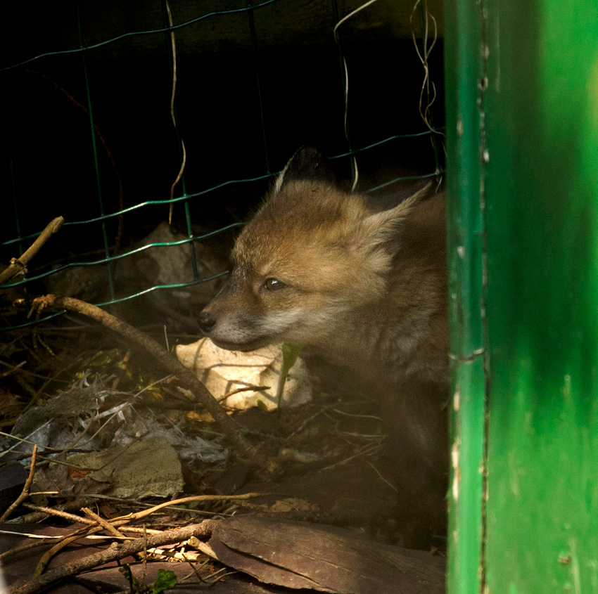 1504181404181877.jpg - First fox cub of the year