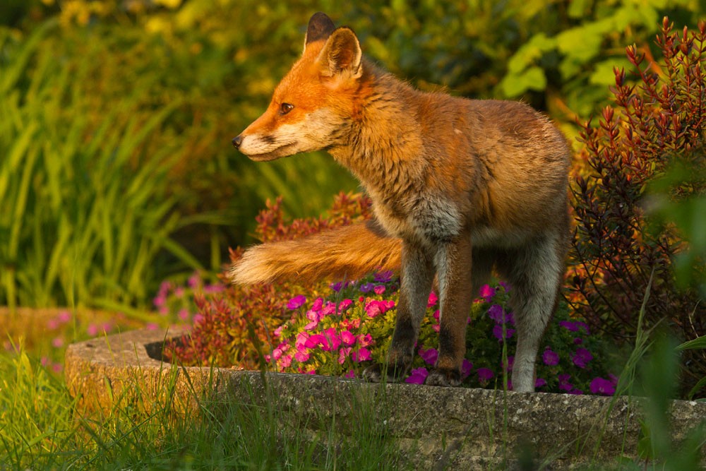 1505141405147757.jpg - Fox in late afternoon sunshine