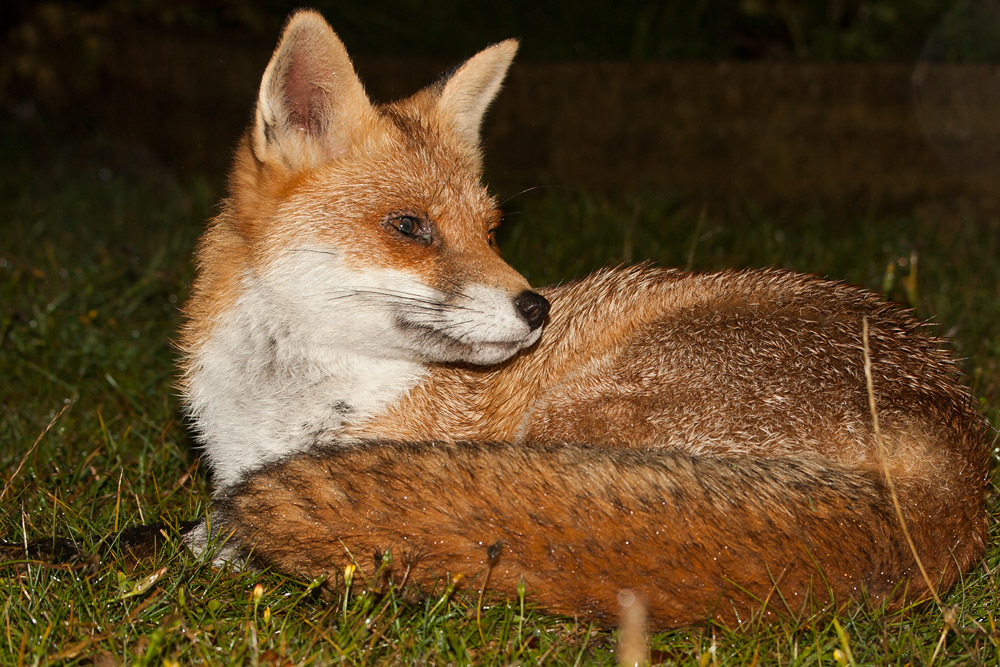 1505160710095226.jpg - Fox in the lawn