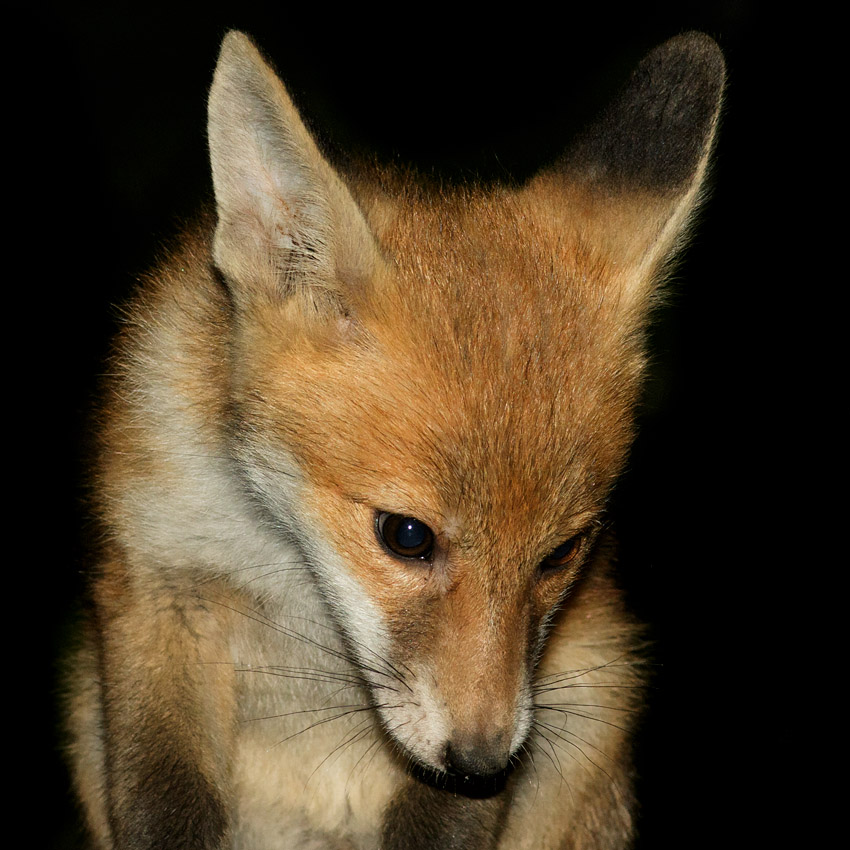 1505171405173011.jpg - Fox cub at about 10 weeks old