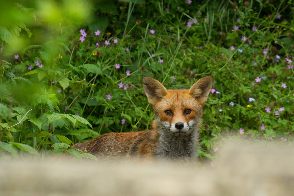 1506141406145283.jpg - Fox with nicked ear in garden