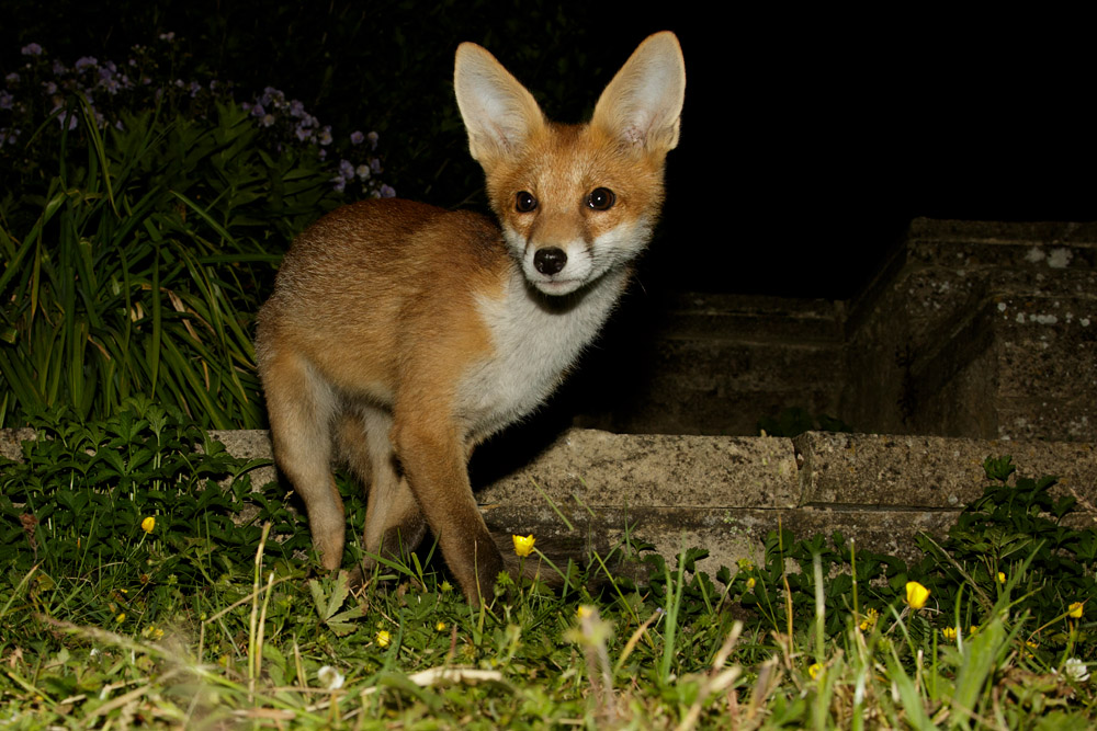 1506171506170093.jpg - Fox cub in the grass
