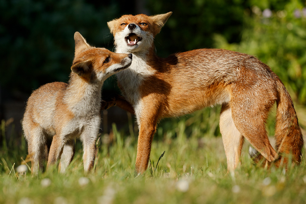 1506181406183284.jpg - Fox cub and Pretty Vixen