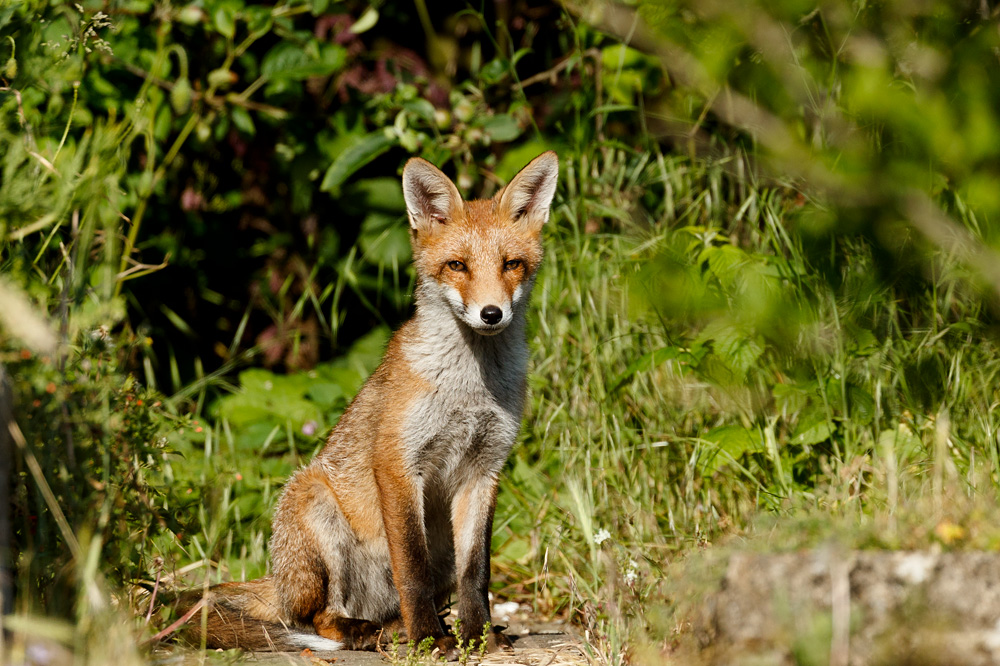 1506211506212242.jpg - Fox cub in the sunshine