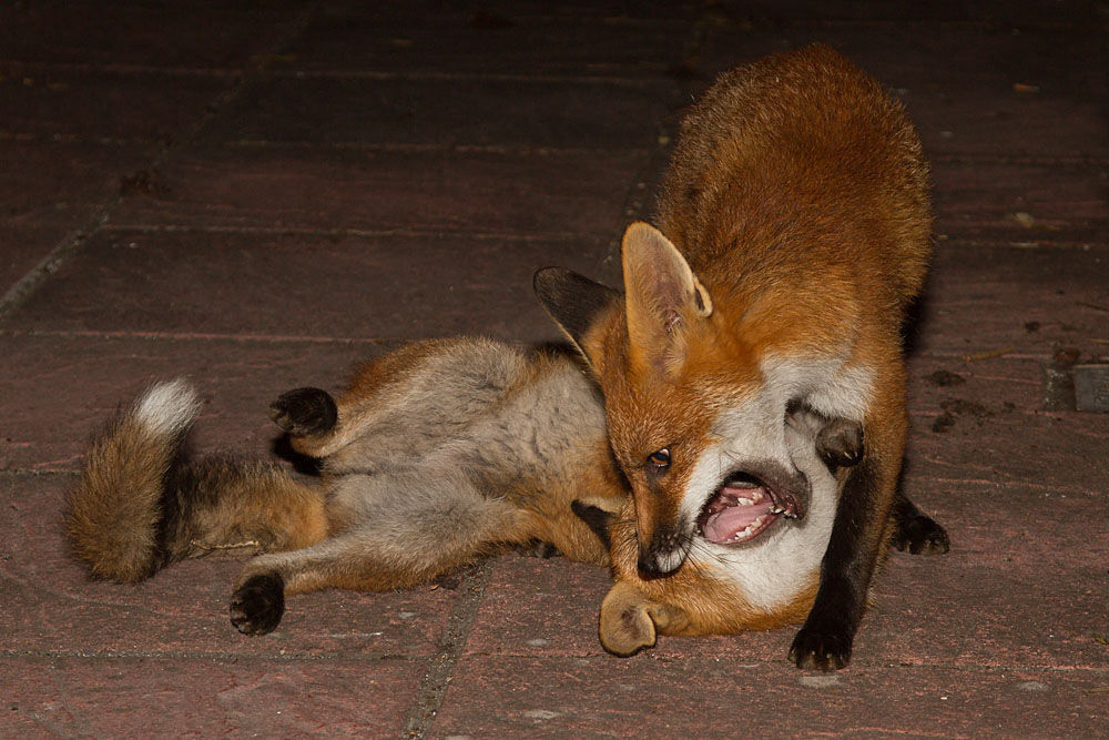 1507131407131118.jpg - Pretty and Red (the fox cubs) playing on the patio
