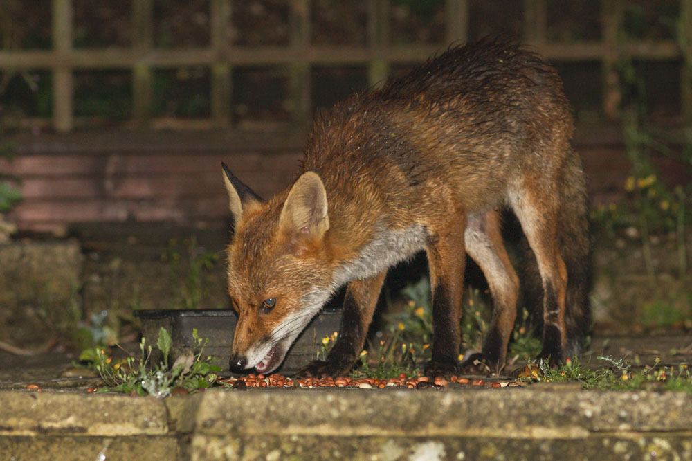 1507141207149561.jpg - Fox with nicked ear in garden