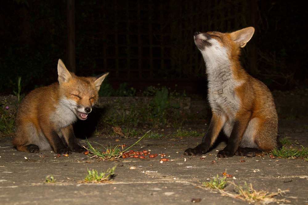 1507150406131927.jpg - Fox cubs on the patio