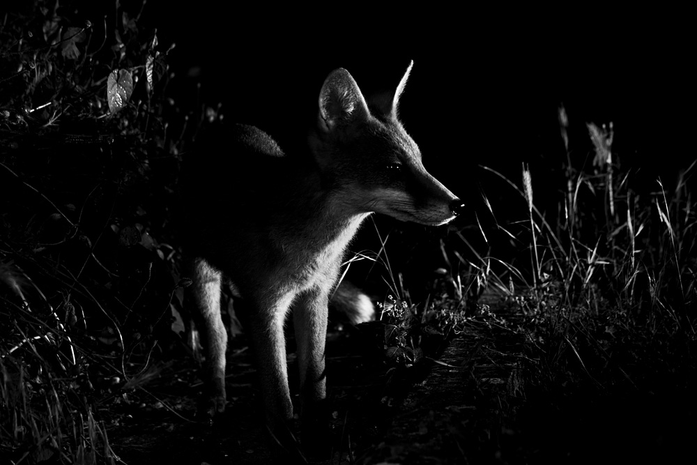 1507211407214349.jpg - Fox cub at night