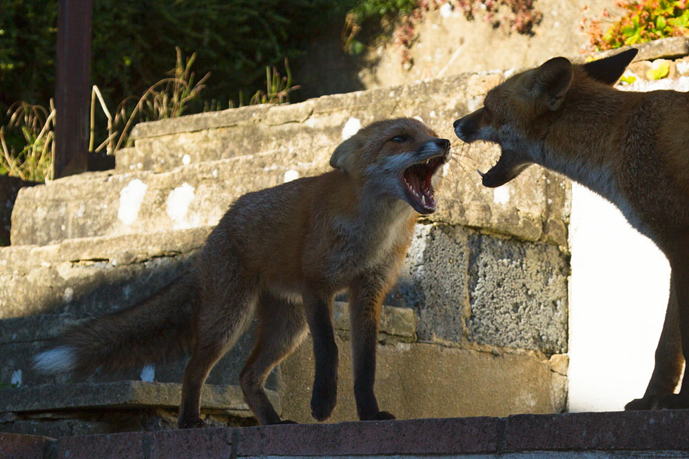1508131108138219.jpg - Two young foxes displaying ritual greeting with mouths open