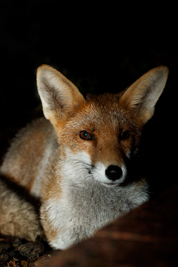 1508211508217308.jpg - Fox cub at night (Blondie)