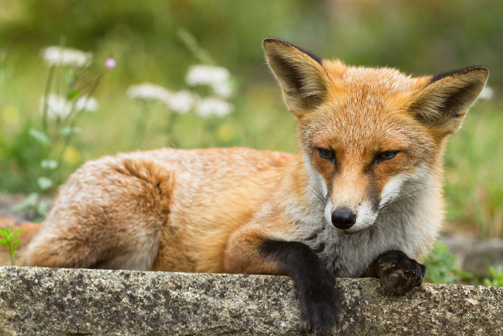 1509130109133359.jpg - Young fox lying down on stone patio