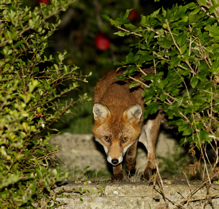 1509161409163245.jpg - Fox in garden