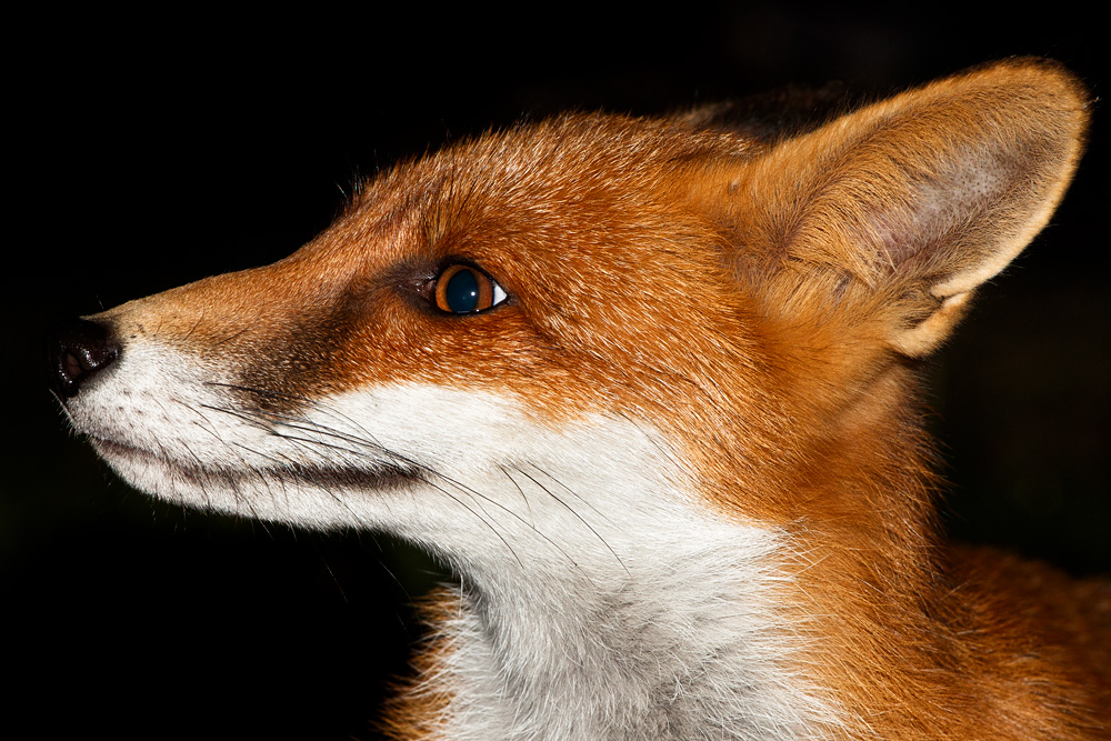 1509181409187196.jpg - Portrait of Long Nose, the young male fox at around 6 months old