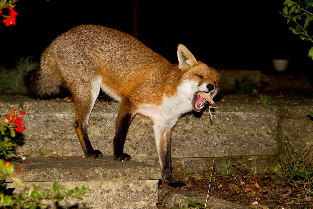 1510121410129377.jpg - Young fox (Vulpes vulpes) in a suburban garden in Sussex.