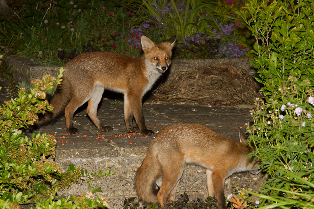1510142006124853.jpg - Two fox cubs at the rear of the garden