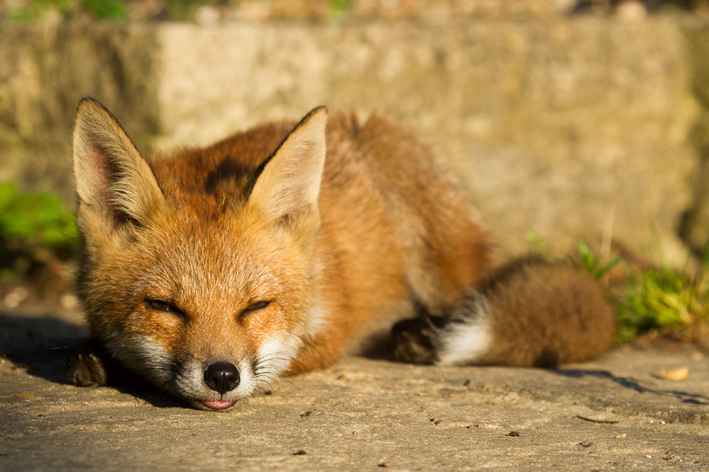 1510152906137314.jpg - Sleepy fox cub