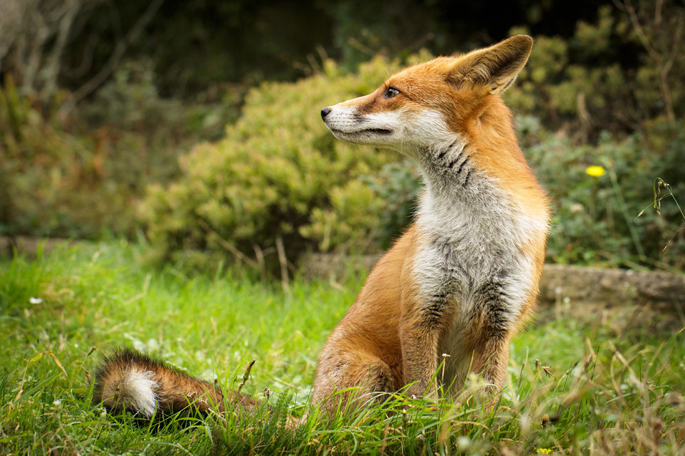 1510171510179676.jpg - Pretty vixen