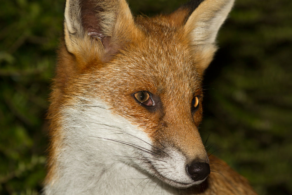 1511142109125234.jpg - Fox portrait