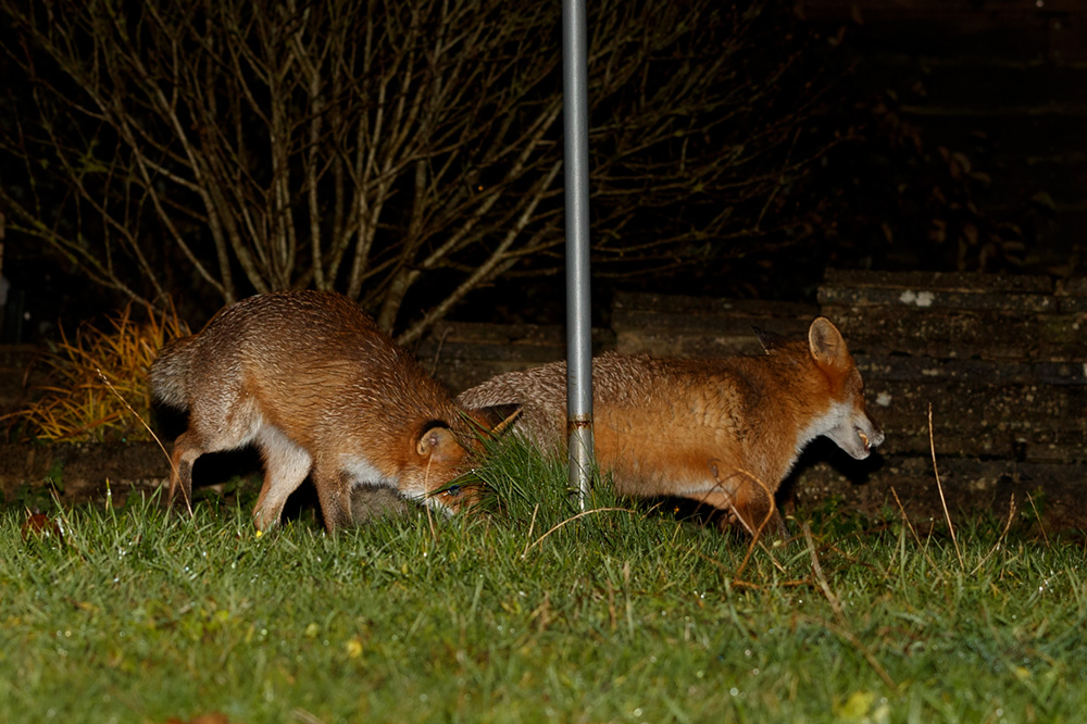 1511191611192083.jpg - Foxes 2 and 3