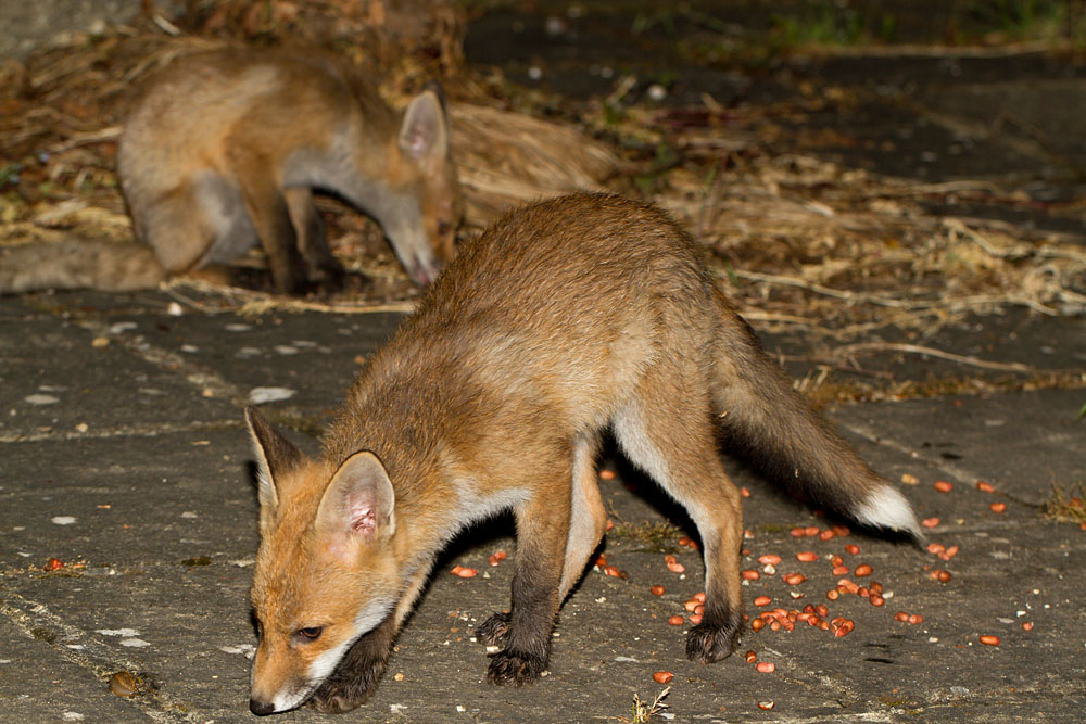 1512120406121238.jpg - Two young urban fox cubs (Vulpes vulpes) explore a garden.