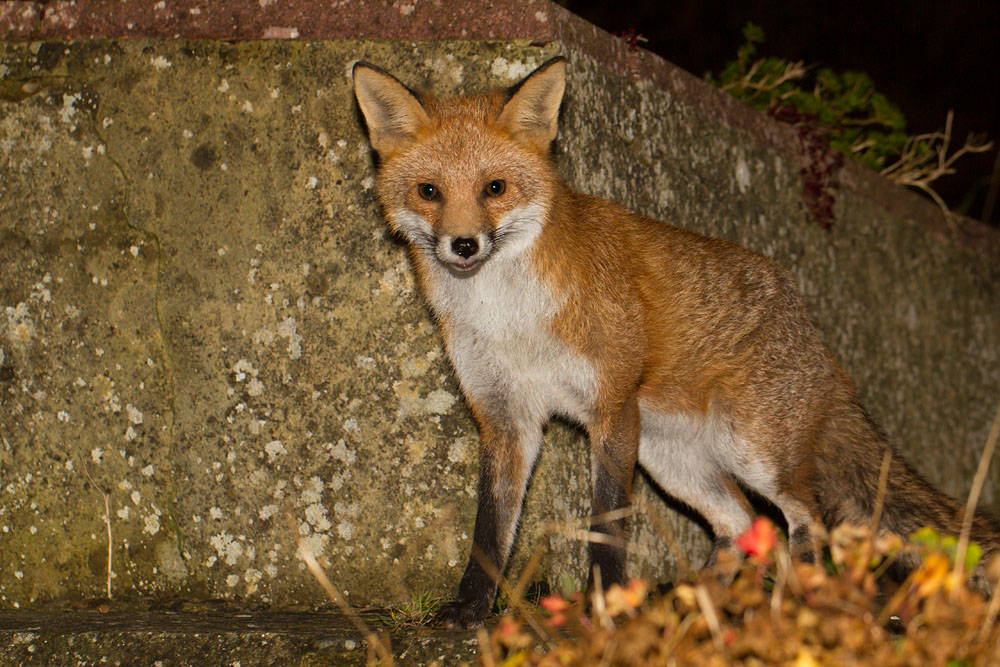 1512131412132710.jpg - Fox in garden