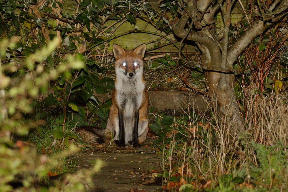1512141212142078.jpg - Fox at the rear of the garden
