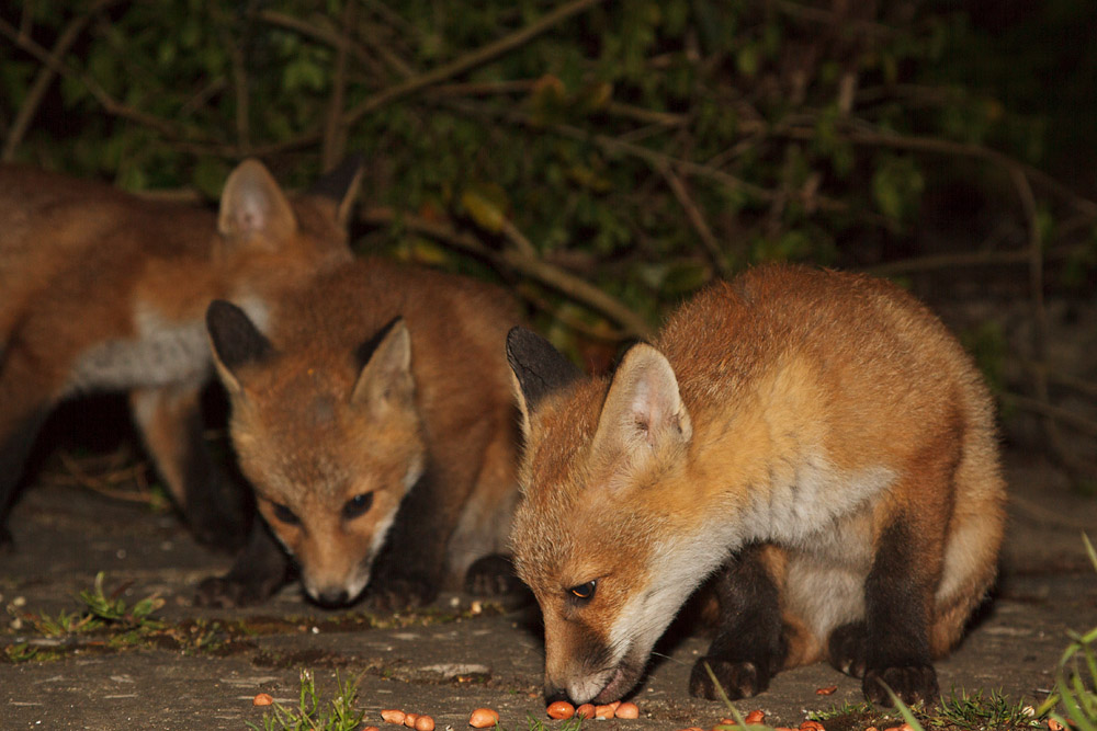 1512161905136888.jpg - Three fox cubs in the garden