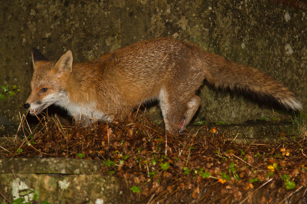 1601141501147251.jpg - Fox in garden