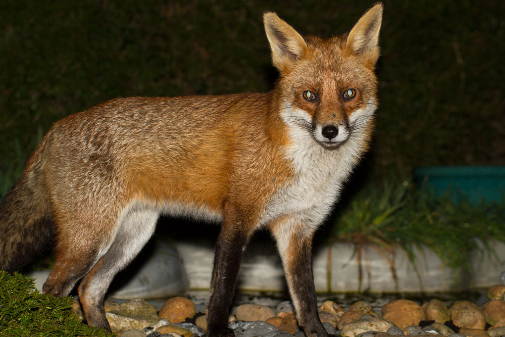 1601152102114660.jpg - Fox standing at edge of garden pond