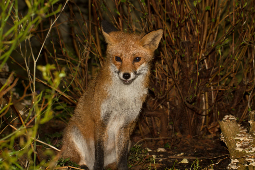 1602141502141365.jpg - Fox sitting in garden