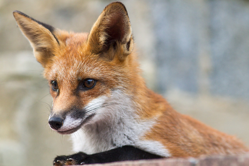 1603151407131068.jpg - Fox cub resting by a wall